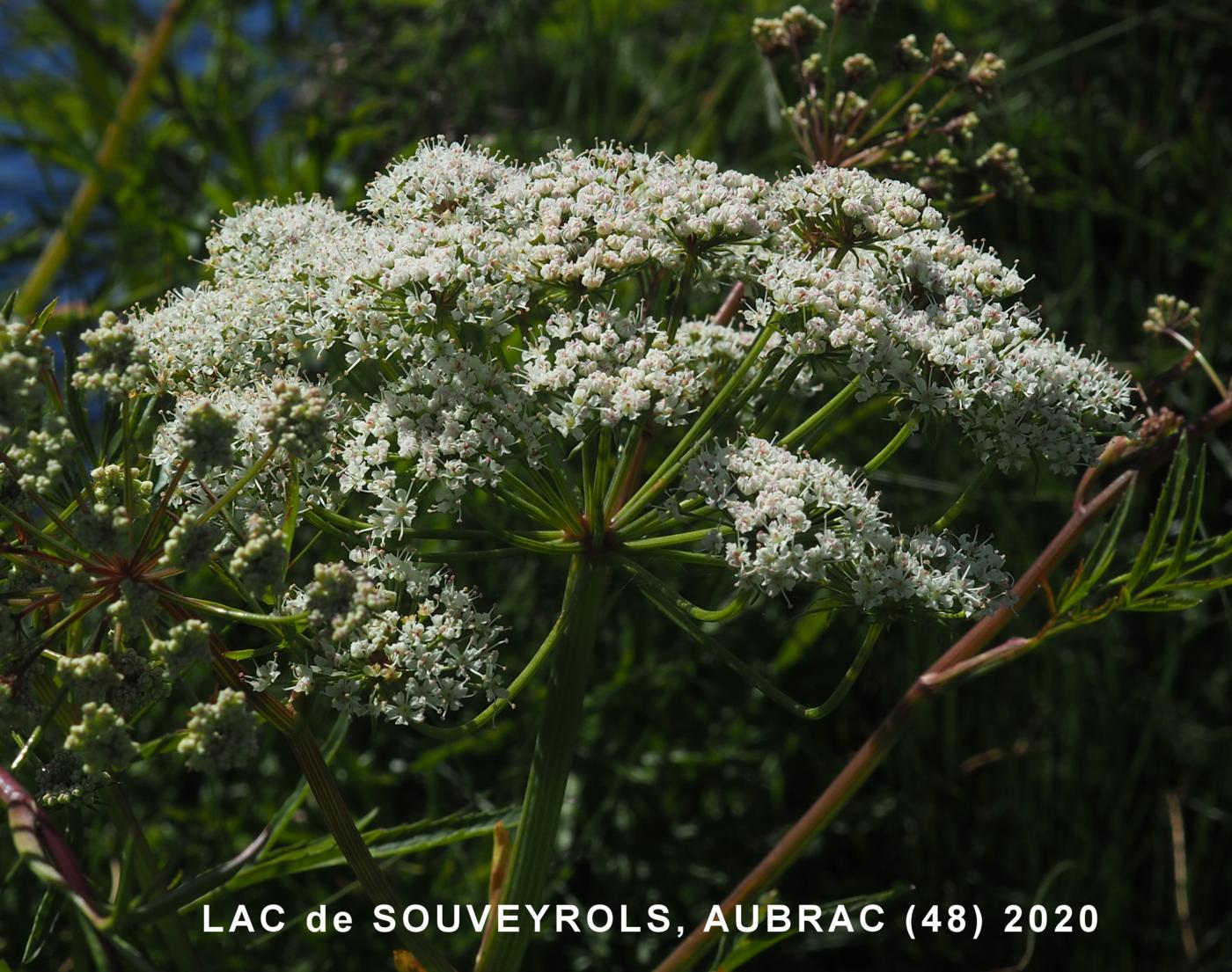 Hemlock, Water flower